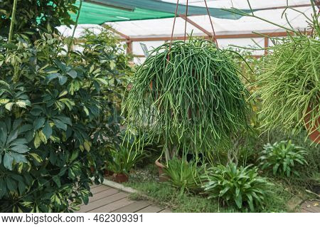 Mistletoe Cactus Or Rhipsalis Baccifera Subs Shafer In A Hanging Pot Indoors