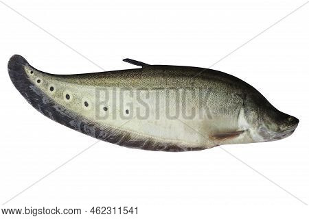 Spotted Knifefish Or Chitala Ornata Isolated On Whire Background