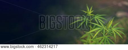 Banner Green Marijuana Tree Cannabis Plant Narcotic Herbal In Greenhouse. Panoramic Hemp Leaf Made C