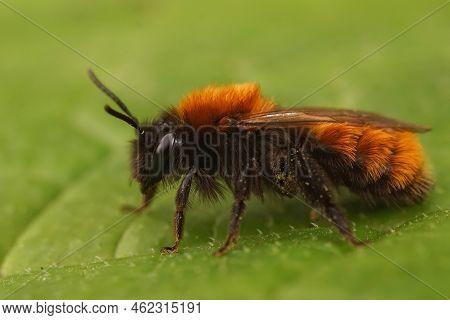 Closeup On A Colorful Red And Black Fluffy Female Tawny Mining Bee, Andrena Fulva Sitting On A Green