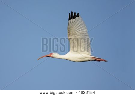 Bílá Ibis (eudocimus Albus)