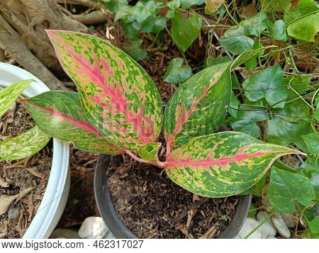 Red Legacy Plany In A Pot. Close Photo Shoot Of Aglaonema Flower Plant In A Garden.