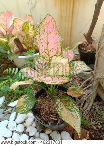 Lady Valentine Pink Leaf Flower Plant Close Up Photo Shoot In A Garden. Aglaonema Pink Flower Plant.