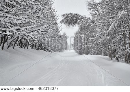 Snowy trees on a winter mountain road coverd by thick snow layer used as skiing slope during winter. Heavy snowfall coverd the land