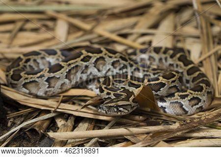 Snake Burmese Python, Python Molurus Bivittatus In The Wild