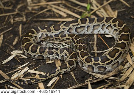 Snake Burmese Python, Python Molurus Bivittatus In The Wild