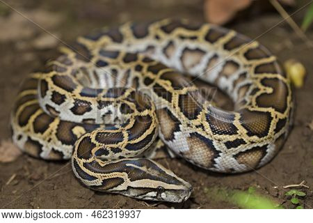Snake Burmese Python, Python Molurus Bivittatus In The Wild