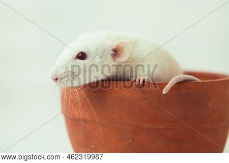 White Rat Dumbo With Red Eyes Sitting In Ceramic Pot On White Background. Laboratory Rodent