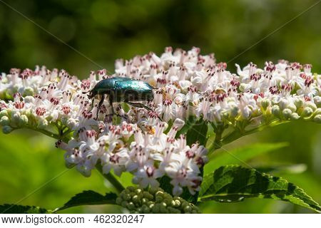 Green Rose Chafer Cetonia Aurata On Danewort Sambucus Ebulus Flowers. Image With Local Focusing