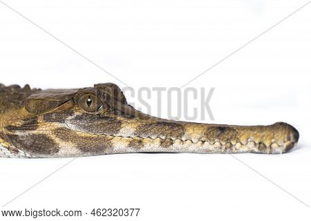 False Gharial (tomistoma Schlegelii),isolated On White Background