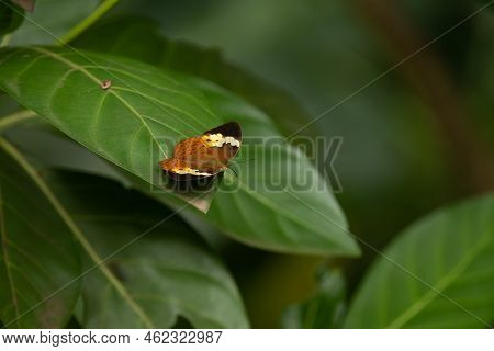 A Rustic (cupha Erymanthis) Butterfly Resting On A Leaf In The Garden In Mangalore, India. Brown Tro
