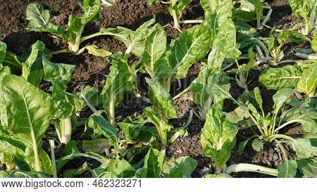 Image Of Silverbeet Field.  Silverbeet Or Swiss Chard Growing In Vegetable Garden.