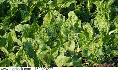 Image Of Silverbeet Field.  Silverbeet Or Swiss Chard Growing In Vegetable Garden.