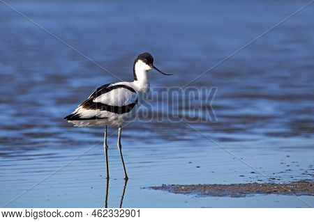 Pied Avocet - Recurvirostra Avoset Standing In The Water