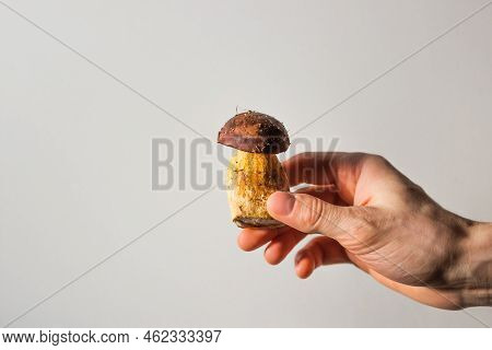 Man's Hand Holds Edible Polish Mushroom With Brown Cap Or Pileus And Thick Stem On A White Backgroun