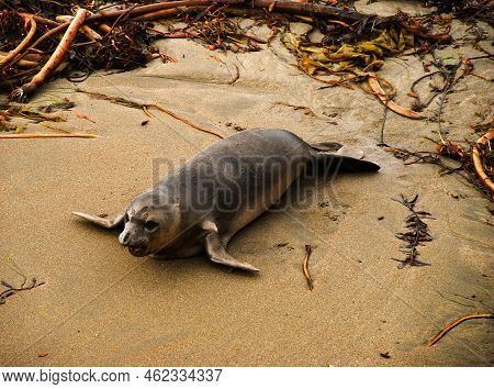 Elefant Seal Walking From The Sea Straight To The Beach