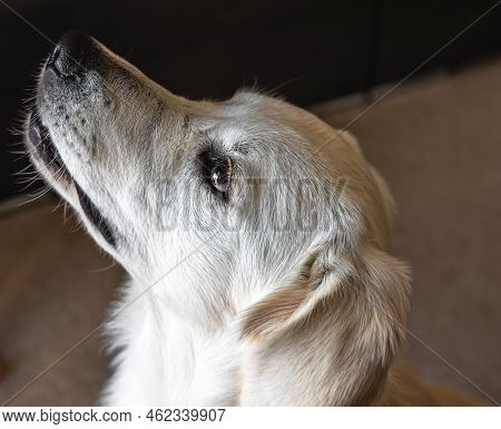 Dog Labrador Close-up In The Interior Of The House.