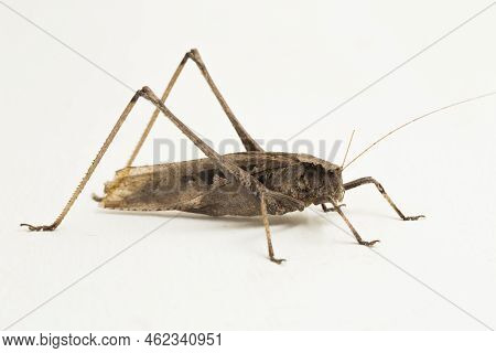 Brown Grasshopper Mecopoda Elongata Isolated On White Background