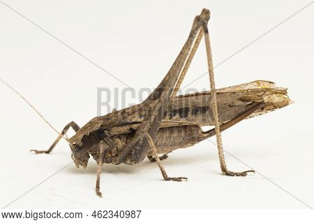 Brown Grasshopper Mecopoda Elongata Isolated On White Background