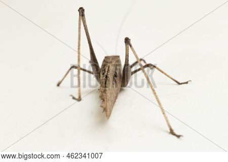 Brown Grasshopper Mecopoda Elongata Isolated On White Background