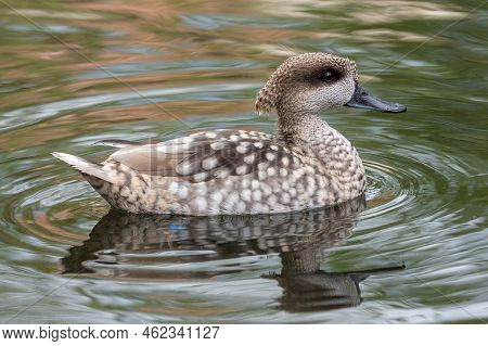 Marbled Duck, Or Marbled Teal, Marmaronetta Angustirostris, Swimming On A Lake.
