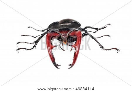 Kahverengi Stag Beetle Lucanus Cervus, en büyük Avrupa böceği üzerinde beyaz izole