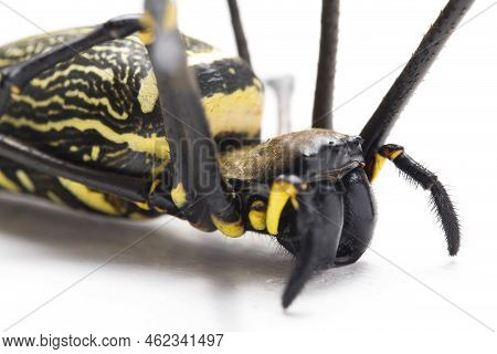 Giant Wood Spiders Or Golden Orb Web Spider, Nephila Maculata - Isolated On White Background