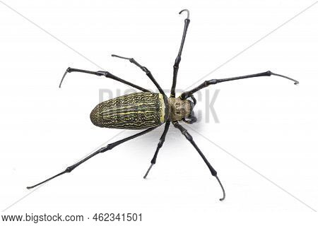 Giant Wood Spiders Or Golden Orb Web Spider, Nephila Maculata - Isolated On White Background