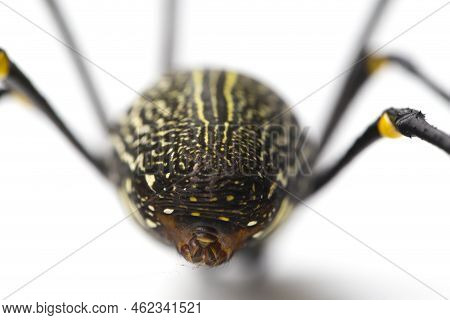 Giant Wood Spiders Or Golden Orb Web Spider, Nephila Maculata - Isolated On White Background