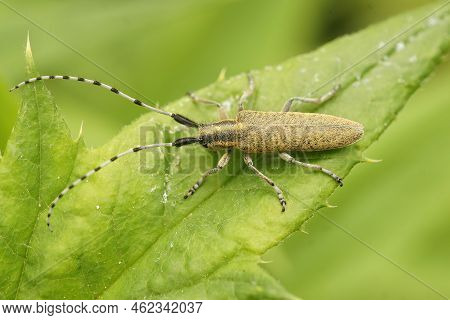 Closeup On The Golden-bloomed Grey Longhorn Beetle, Agapanthia Villosoviridescens Sitting On A Green