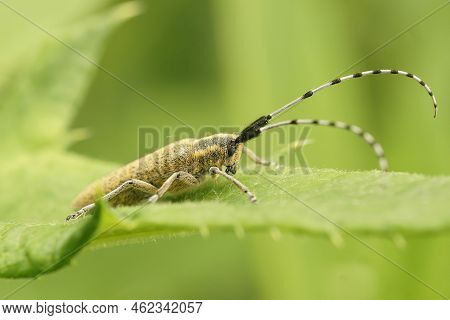 Closeup On The Golden-bloomed Grey Longhorn Beetle, Agapanthia Villosoviridescens Sitting On A Green