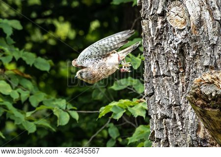 Common Kestrel, Falco Tinnunculus Is A Bird Of Prey Species Belonging To The Kestrel Group Of The Fa
