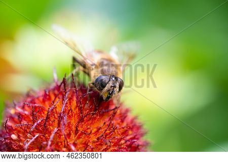 The Common Drone Fly (eristalis Tenax) On   Flower