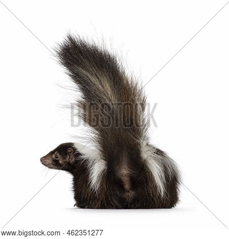 Back Side Of Classic Brown With White Striped Young Skunk Aka Mephitis Mephitis, Laying Down Flat Sh