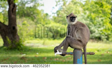 Thirsty Monkey Sitting On Top Of The Water Tap And Looking Back.