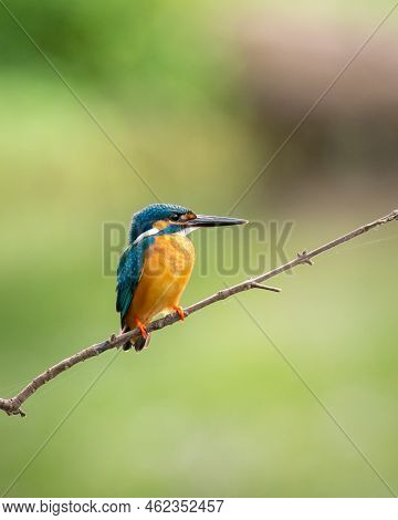 Beautiful Kingfisher Bird Perch Portrait Photograph, Ceylon Small Blue Kingfisher Perch On A Bare Tw