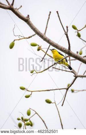 Common Iora (aegithina Tiphia) Male Perch On A Tree Branch Against The Clear White Sky Background.