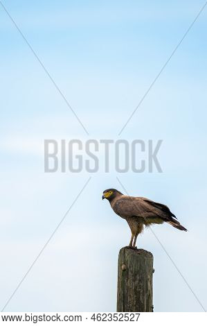 Crested Serpent Eagle Perch On A Wooden Telephone Pole Against The Sky Background.