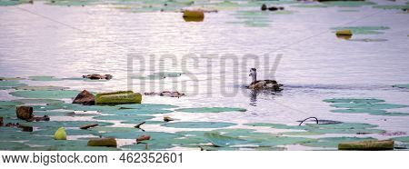 Isolated Cotton Pygmy Goose Swimming On The Lake In The Evening.