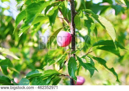 Punk Ripe Plum On Wild Plum Tree Branch With Bright Green Leaves On Bright Sunny Summer Or Early Aut