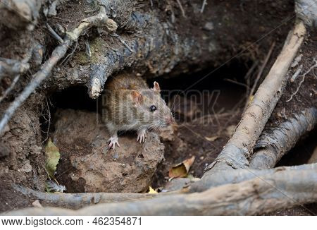 A Wild Rat Crawls Out Of A Hole In The Ground Under The Roots Of A Tree