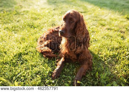 Beautiful Happy Irish Setter Dog Is Lying In Grass On A Beautiful Summer Day. Copy Space