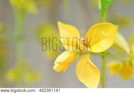 Golden Wreath, Lamiaceae Or Petraeovitex Wolfei Or  Petreovitex Bambusetorum King Or Yellow Flower
