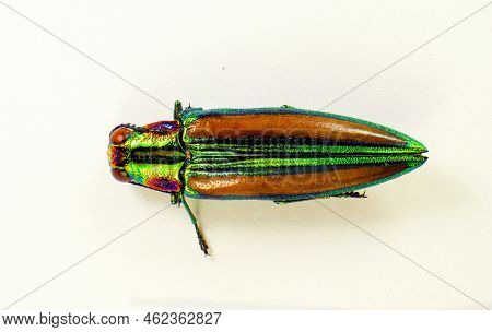 Jewel Beetle Isolated On White. Afrochroa Lepida Macro Close Up, Buprestidae, Collection Beetles, Co