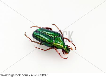 Green Beetle Isolated On White. Iridescent Metallic Chalcothea Smaragdina Macro Close Up, Collection