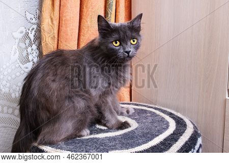 Gray Cat With Sad Eyes Sitting On A Stool Close Up