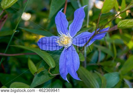 Blue Clematic Macro. Atragene Alpine Flowers In A Garden.