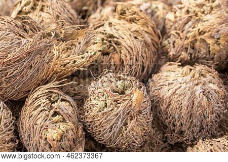 Rose Of Jericho Plants Close Up, Selaginella Lepidophylla , Resurrection Plant