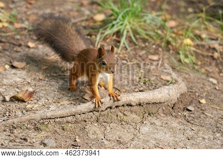 Fluffy Red Squirrel On The Ground Close-up.
