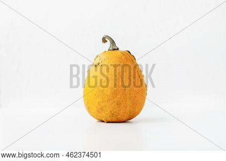 One Small Yellow Decorative Pumpkin On White Background. Fall Season, Halloween And Thanksgiven Holi
